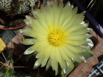 Astrophytum myriostigma var nudum