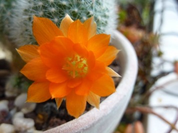 Rebutia muscula