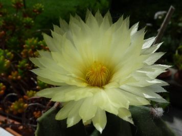 Astrophytum myriostigma var nudum