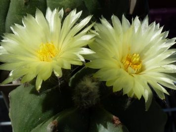 Astrophytum myriostigma var nudum