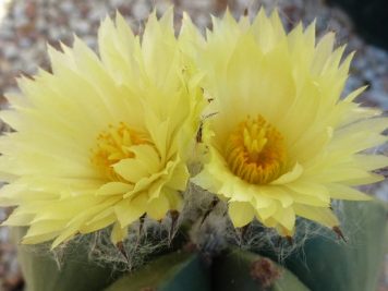 Astrophytum myriostigma var nudum