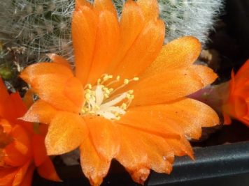 Rebutia muscula