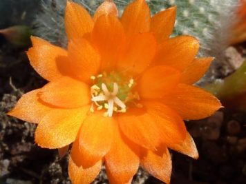 Rebutia muscula