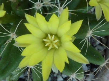 Mammillaria longimamma