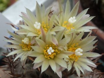 Turbinicarpus flaviflorus