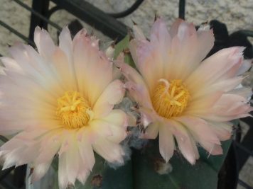 Astrophytum myriostigma var nudum