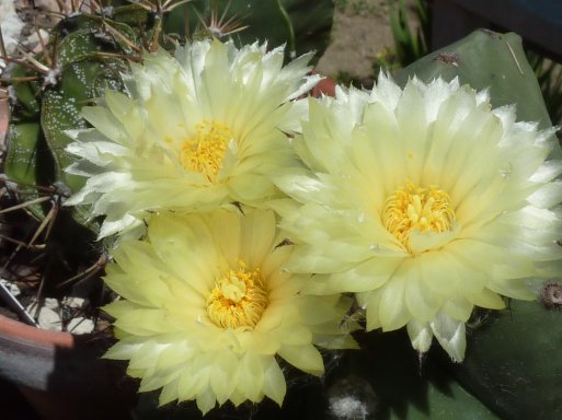 Astrophytum myriostigma nudum