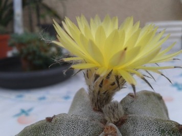 Astrophytum myriostigma