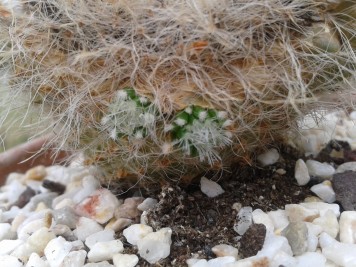 Mammillaria-haageana-ssp.-elegans .jpg