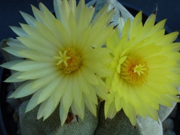 Astrophytum myriostigma