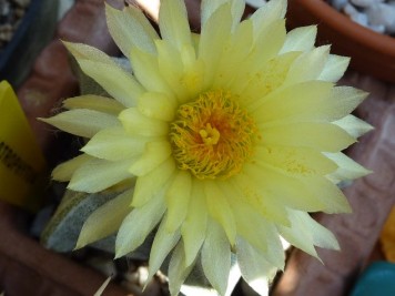 Astrophytum myriostigma