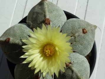 Astrophytum myriostigma