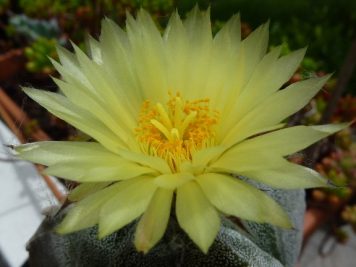 Astrophytum myriostigma