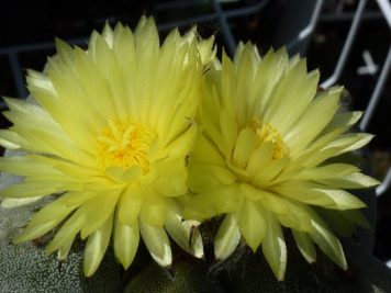 Astrophytum myriostigma