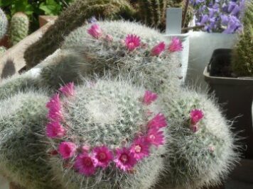 Mammillaria haageana ssp. elegans