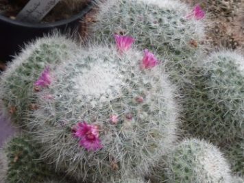 Mammillaria haageana ssp. elegans