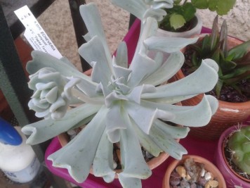 Echeveria runyonii Topsy Turvy