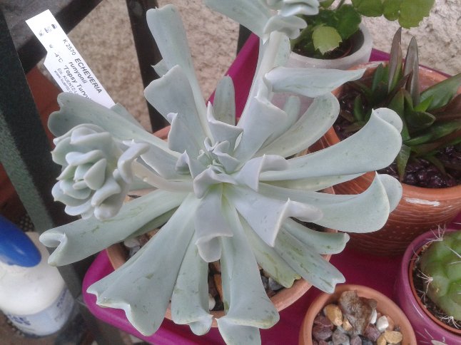 Echeveria runyonii Topsy Turvy