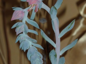 Echeveria runyonii Topsy Turvy