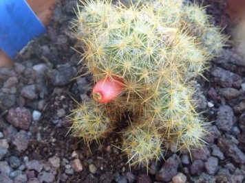 Mammillaria prolifera