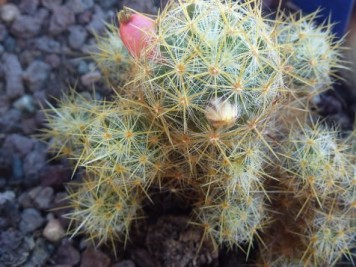 Mammillaria prolifera