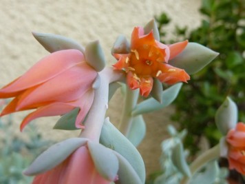 Echeveria runyonii Topsy Turvy