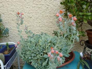 Echeveria runyonii Topsy Turvy