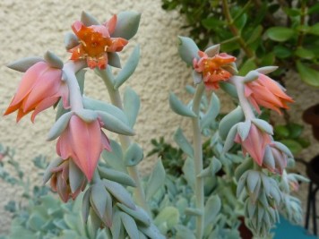 Echeveria runyonii Topsy Turvy