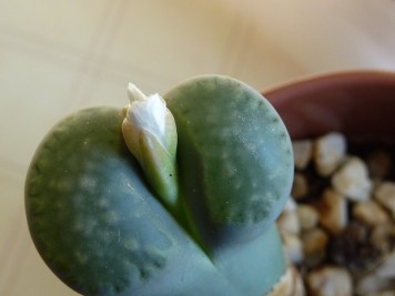 lithops-salicola