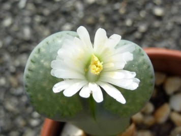 lithops-salicola