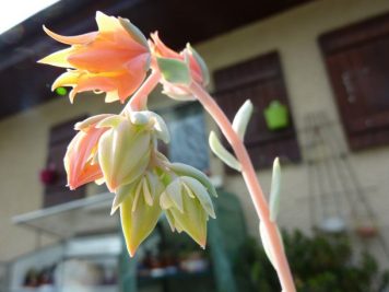 Echeveria Topsy Turvy