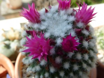 mammiillaria polythele