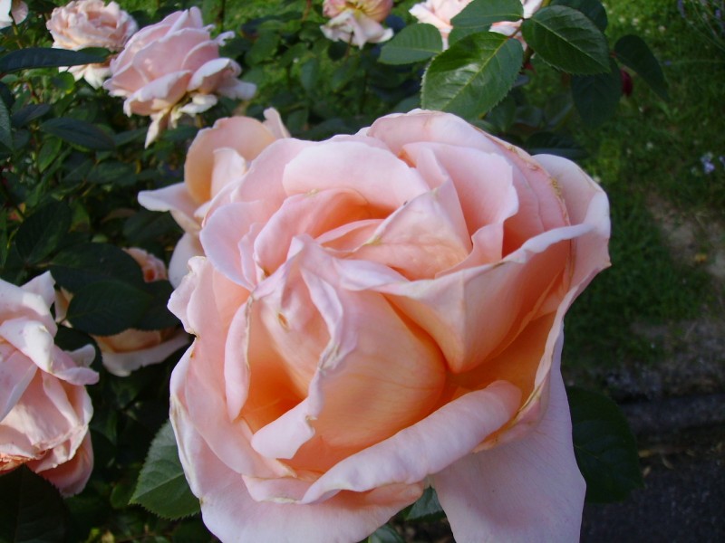 rosier beauty