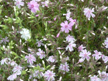 Phlox subulata