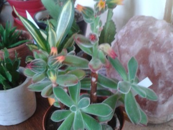 Echeveria pulvinata