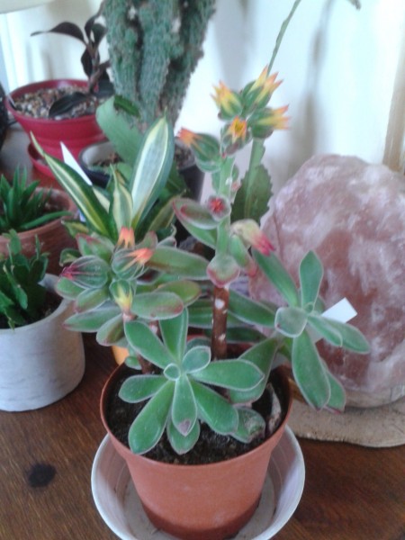 Echeveria pulvinata