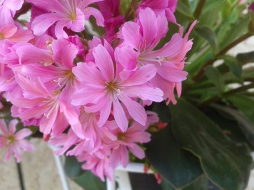 lewisia