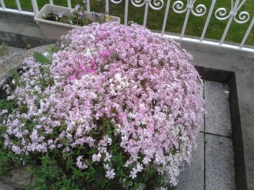 Phlox subulata