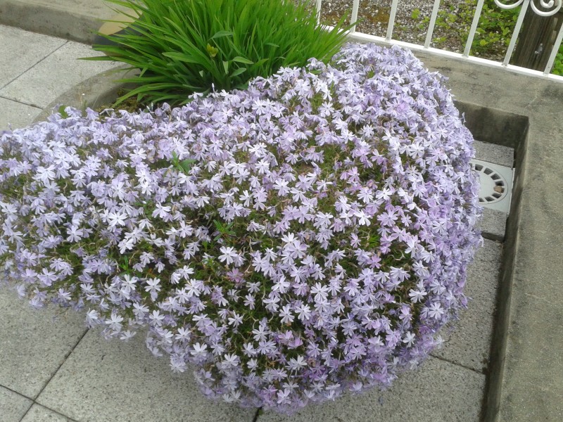 Phlox subulata