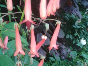 Fuchsias rustiques