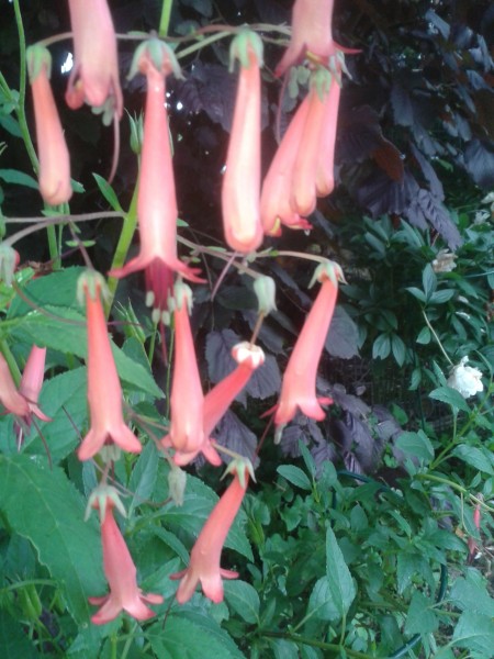 Fuchsias rustiques