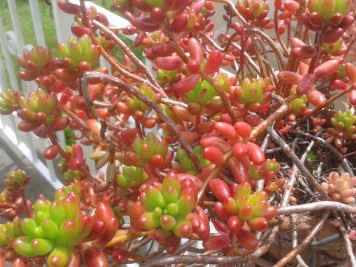 Sedum rubrotinctum