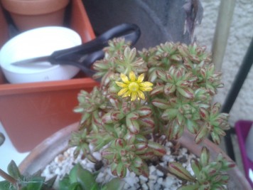 Aeonium sedifolium