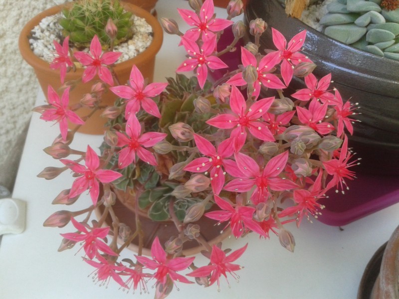 Graptopetalum bellum