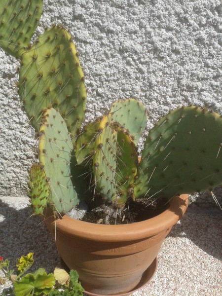 opuntia sp