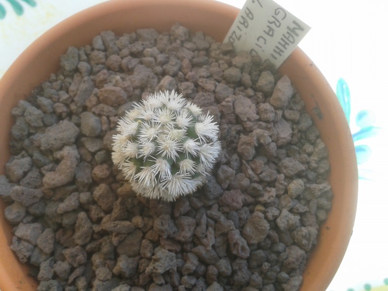 mammi vetula arizona snowcap