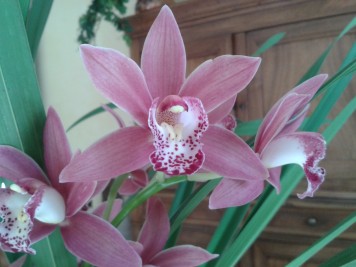 Orchidée Cymbidium