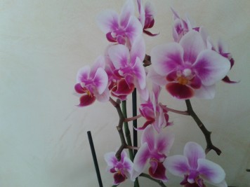 Orchidée phalaenopsis