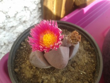 Pleiospilos nelli 'Royal Flush'