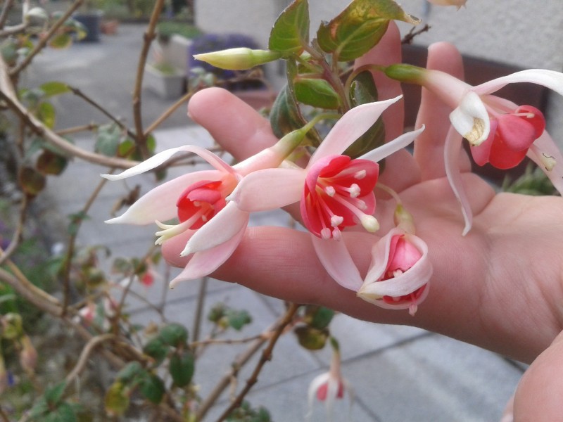 Fuchsias vivaces